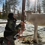 Ferienhaus Reindeer Lampsijärvi