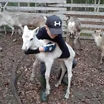 Reindeer