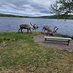 Reindeer Lampsijärvi