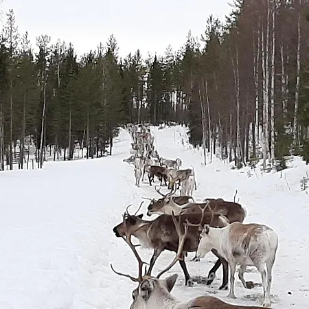 Reindeer *