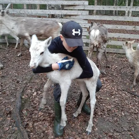 Reindeer