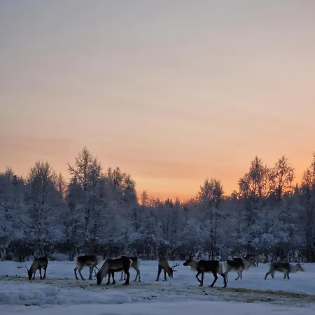Дом отдыха Reindeer