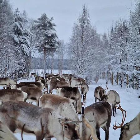Reindeer Hébergement de vacances *