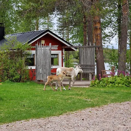 Reindeer Lampsijarvi