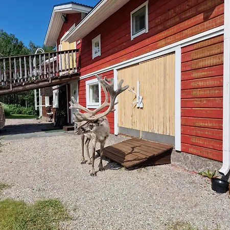 Reindeer Lampsijarvi