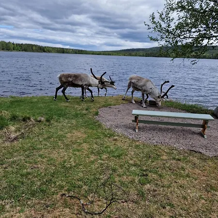 Reindeer Lampsijärvi