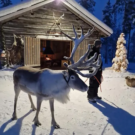 Reindeer Lampsijarvi