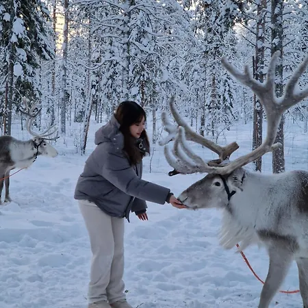 Reindeer Lampsijarvi