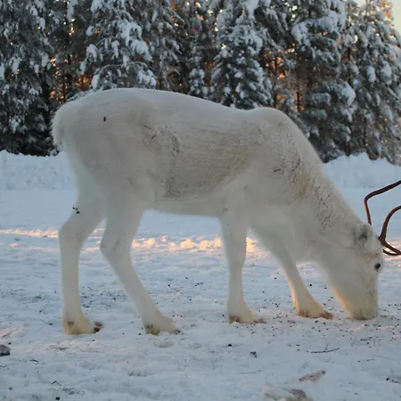 Reindeer Lampsijärvi