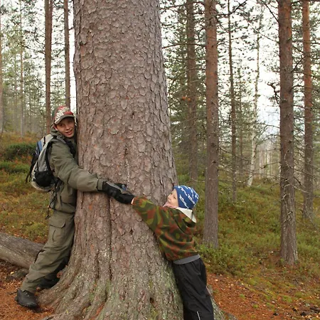 Reindeer Lampsijarvi