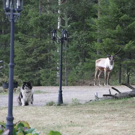 Reindeer Дом отдыха